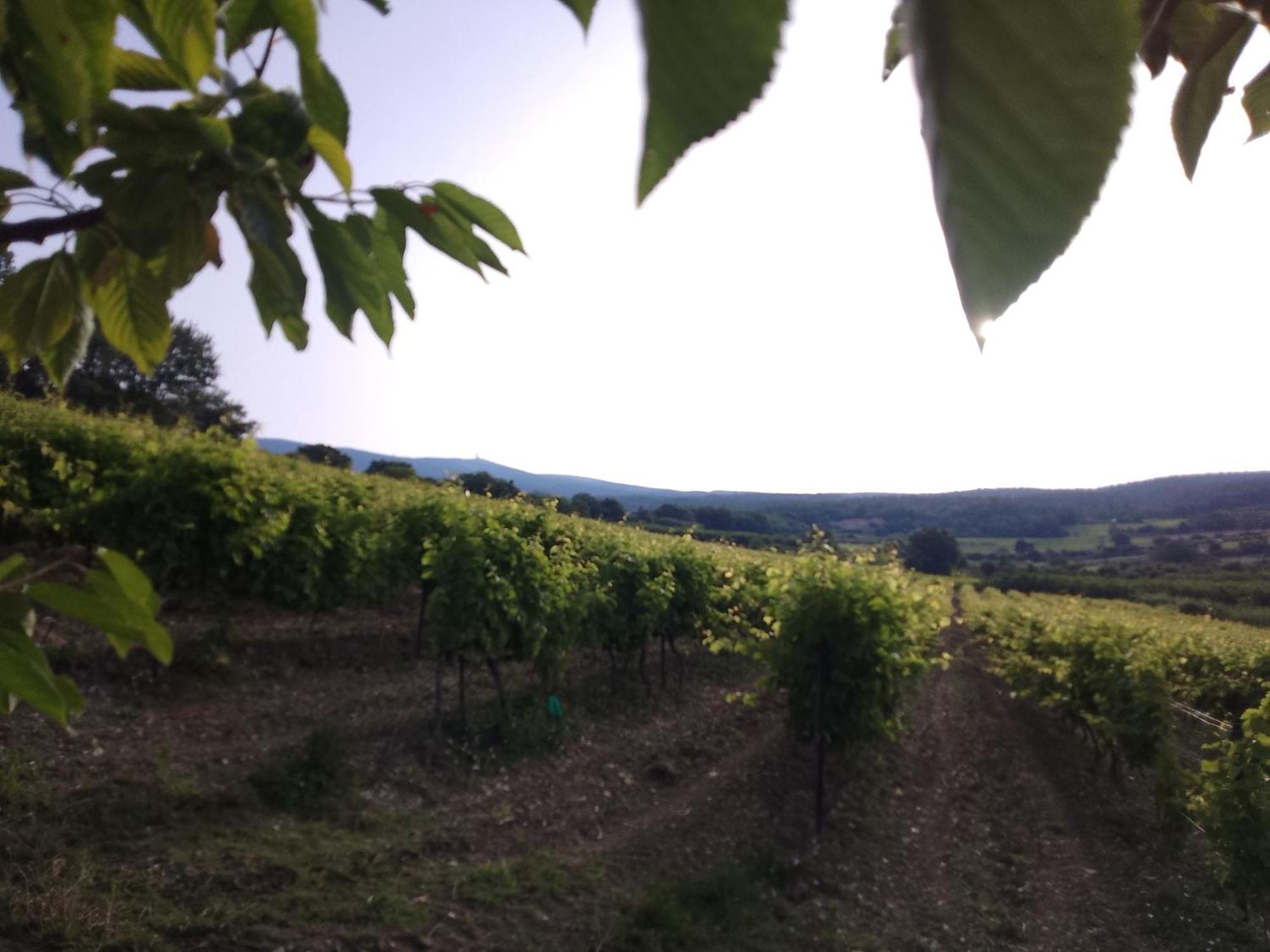 Les Gites Du Mont Ventoux Bédoin Exteriör bild