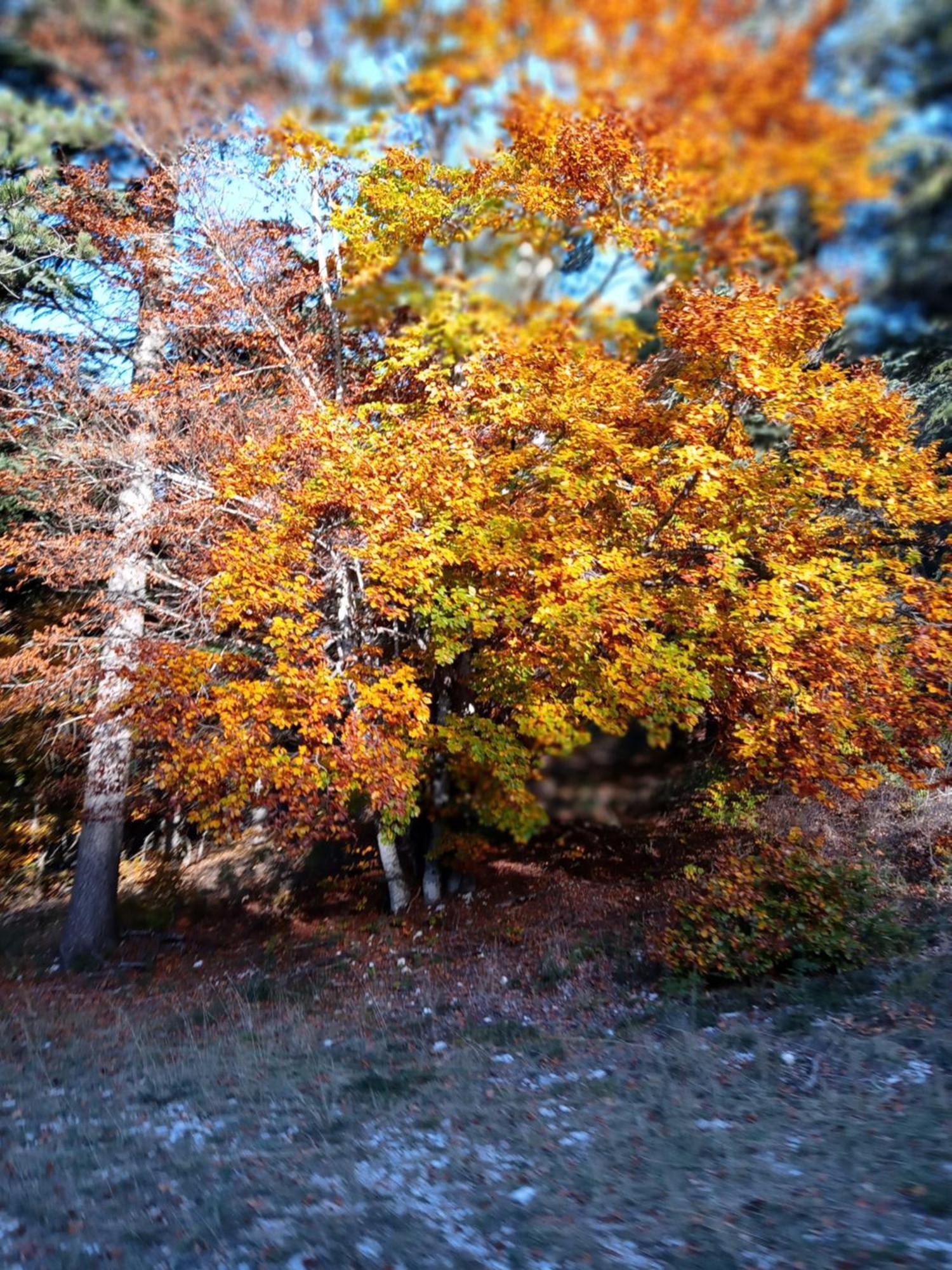 Les Gites Du Mont Ventoux Bédoin Exteriör bild